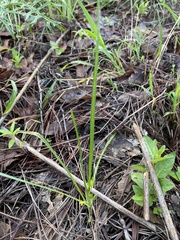 Hypoxis