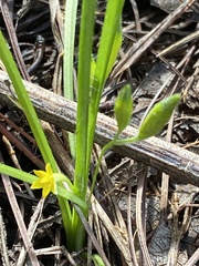 Hypoxis
