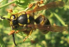 Vespula pensylvanica