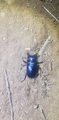 Lucanus barbarossa