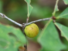Disholcaspis quercusglobulus