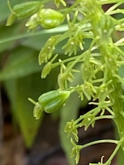 Malaxis unifolia