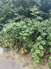 Rubus bifrons