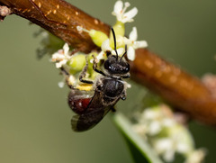 Parasphecodes