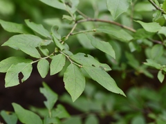 Vaccinium myrtilloides