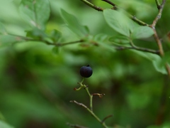 Vaccinium myrtilloides