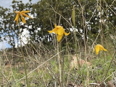 Calochortus barbatus