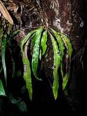 Elaphoglossum laminarioides