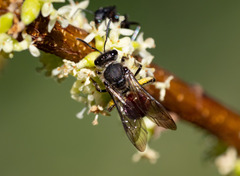 Parasphecodes