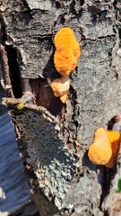 Trametes cinnabarina
