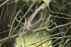 Junco phaeonotus