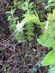 Lithospermum exsertum