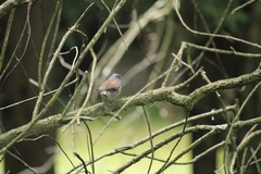 Junco phaeonotus