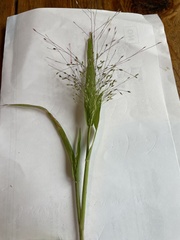 Panicum capillare