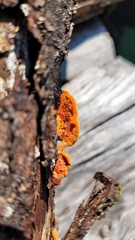 Trametes cinnabarina