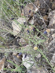 Porophyllum linaria