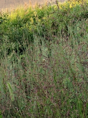 Eragrostis spectabilis