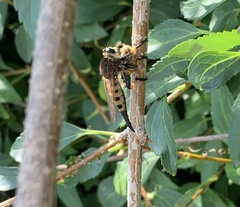 Promachus rufipes