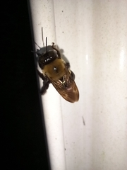 Xylocopa virginica virginica