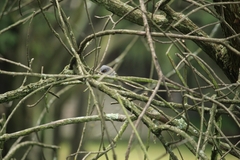 Junco phaeonotus