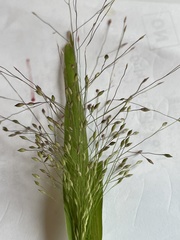 Panicum capillare