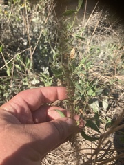 Atriplex prostrata