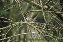 Junco phaeonotus