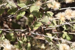 Brickellia californica