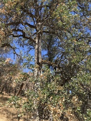 Quercus douglasii