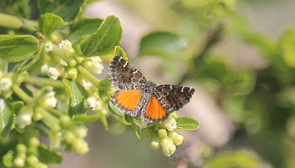 Lachnocephala vellosata