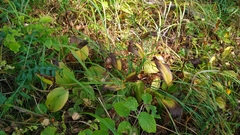 Cypripedium calceolus
