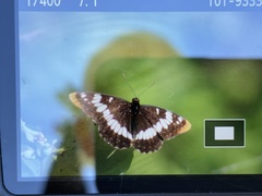Limenitis lorquini