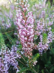 Erica vagans