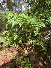 Prionosciadium thapsoides