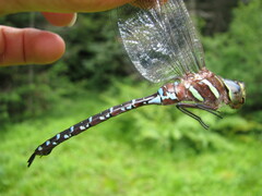 Aeshna tuberculifera