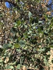 Quercus douglasii
