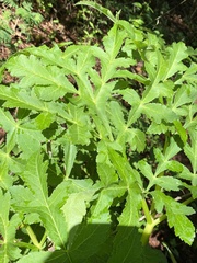 Prionosciadium thapsoides