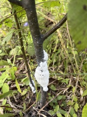 Prociphilus tessellatus