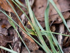 Carex glaucodea