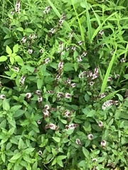Mentha spicata