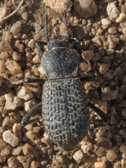 Cryptoglossa variolosa