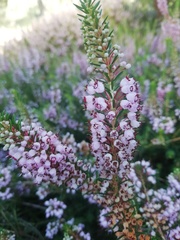Erica vagans