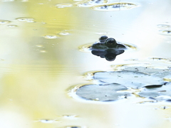 Lithobates catesbeianus