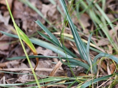 Carex glaucodea