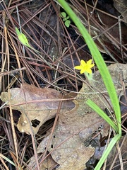 Hypoxis hirsuta