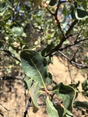 Quercus douglasii