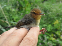 Prinia molleri