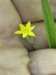 Hypoxis hirsuta
