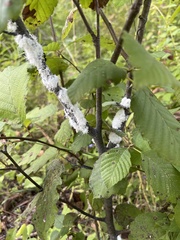 Prociphilus tessellatus