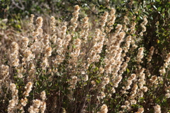 Brickellia californica